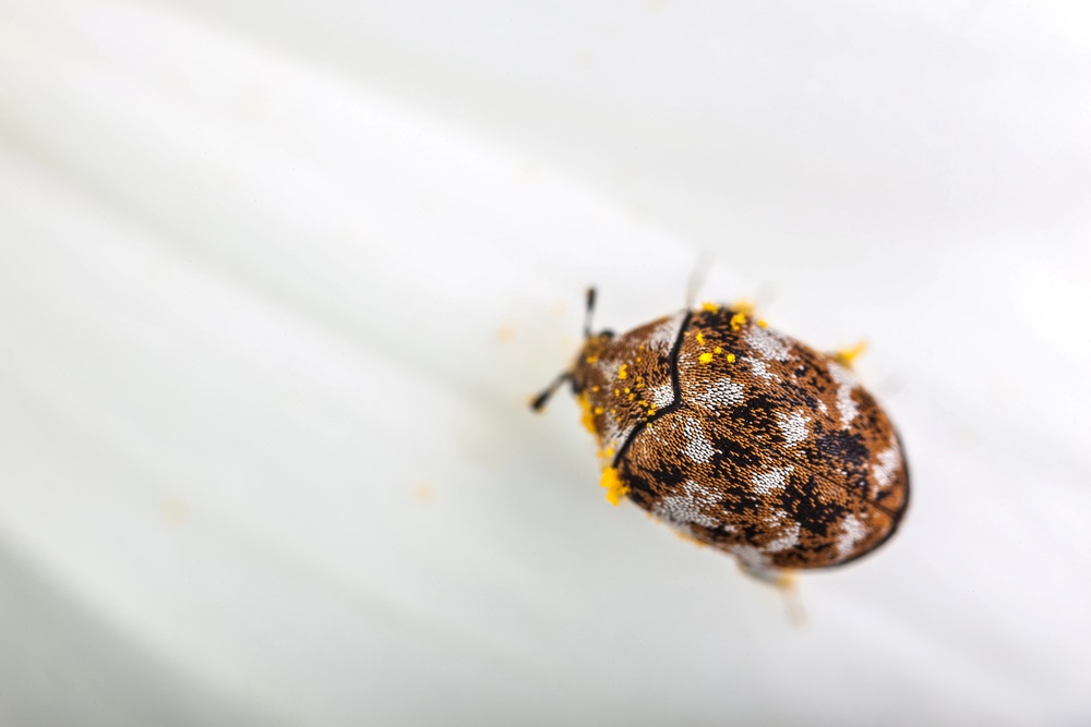 carpet beetles